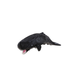 A8155-BS007  DENİZ HAYVANLARI 12