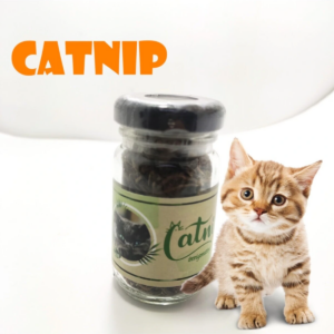 Catnip Doğal Kedi Otu - Kedi Nanesi