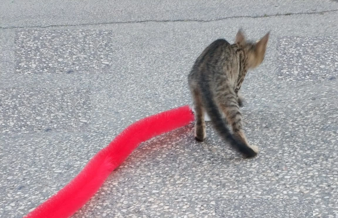 Kedi Tırmalama Fırçası - Kedi Oyuncağı 5 Kedi Tırmalama Fırçası - Kedi Oyuncağı - Görsel 5